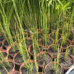 Praslička zimná (Equisetum hyemale) - výška 30-50 cm, kont. C3L